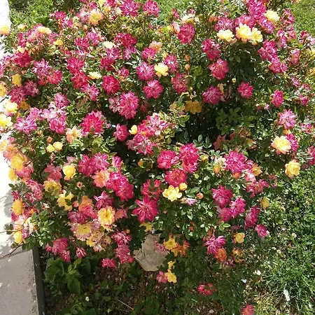 House Barizoni Ankaran