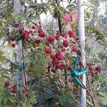 House Barizoni Ankaran