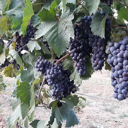 Tatil Evi House Barizoni *