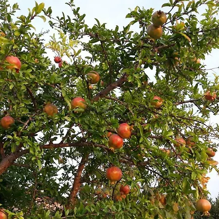 Tatil Evi House Barizoni Ankaran