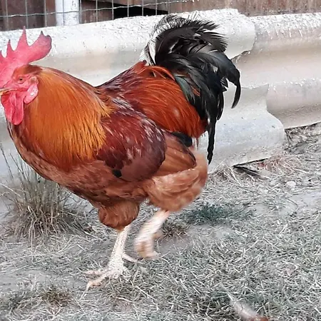 House Barizoni Tatil Evi *