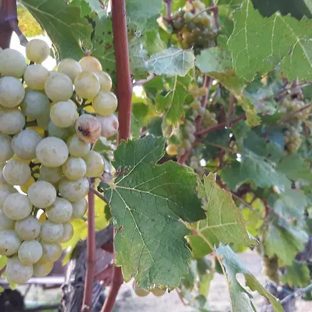 House Barizoni Ankaran