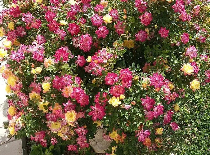 House Barizoni أنكاران