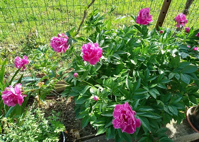 House Barizoni بيت للعطل *