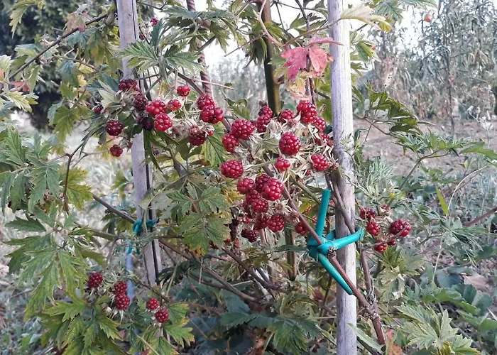 House Barizoni أنكاران