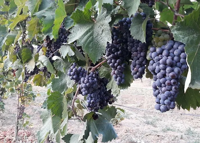 بيت للعطل House Barizoni *