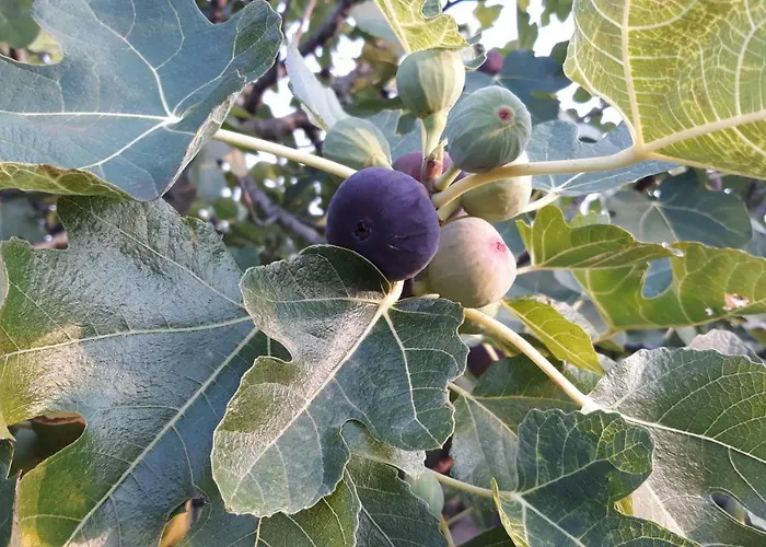 House Barizoni بيت للعطل *