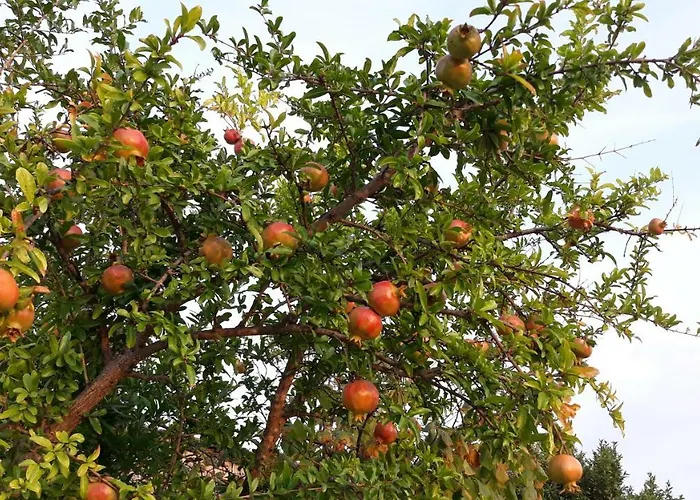 بيت للعطل House Barizoni أنكاران