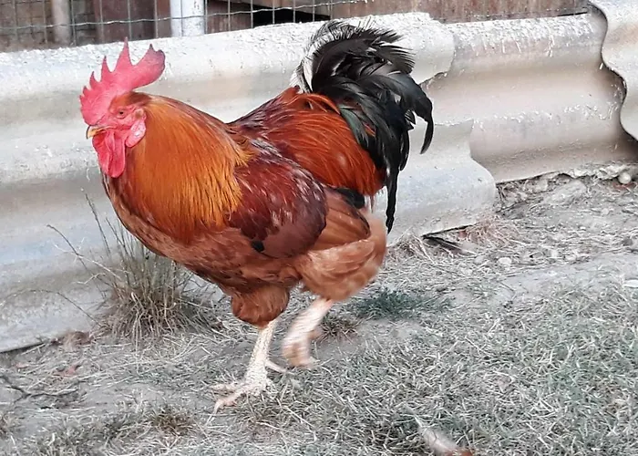 House Barizoni بيت للعطل *