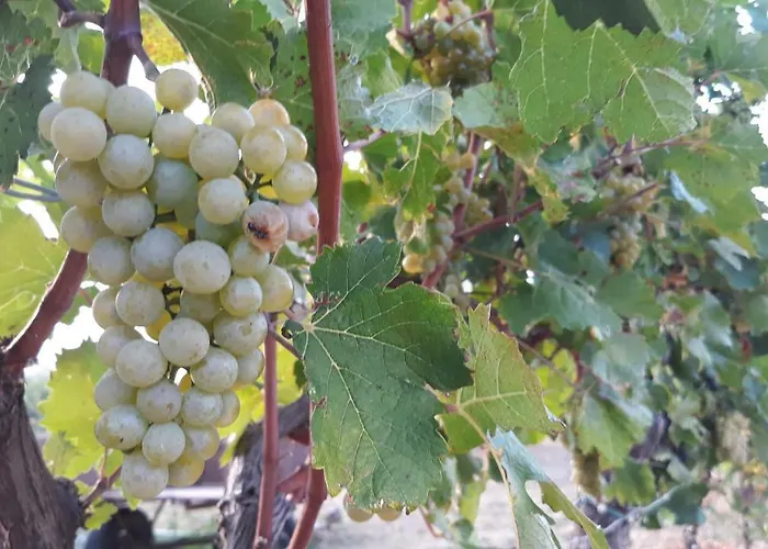 House Barizoni أنكاران